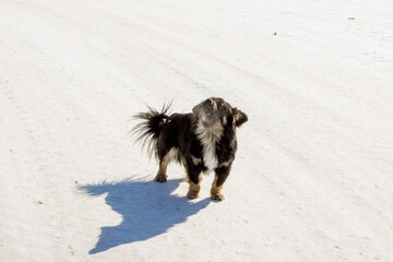 ittle dog. the dog barks at passers-by. dog on the street.