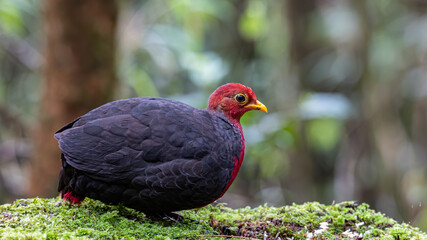 Nature wildlife bird of crimson-headed partridge on deep jungle rainforest, It is endemic to the...