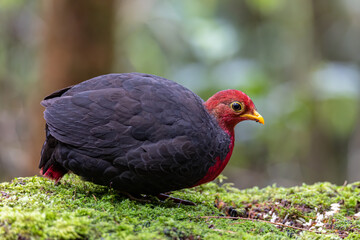 Nature wildlife bird of crimson-headed partridge on deep jungle rainforest, It is endemic to the island of Borneo