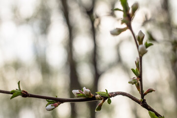 branch with flower buds. beautiful white and pink flowers on the tree. flowering apple tree. Spring.