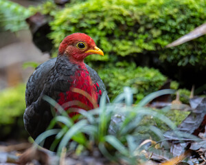 Nature wildlife bird of crimson-headed partridge on deep jungle rainforest, It is endemic to the island of Borneo