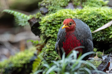 Nature wildlife bird of crimson-headed partridge on deep jungle rainforest, It is endemic to the island of Borneo