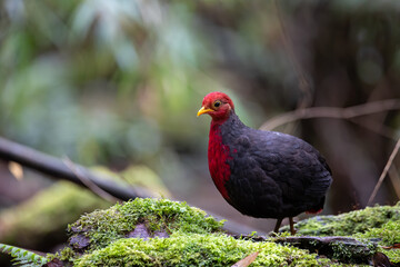 Nature wildlife bird of crimson-headed partridge on deep jungle rainforest, It is endemic to the island of Borneo