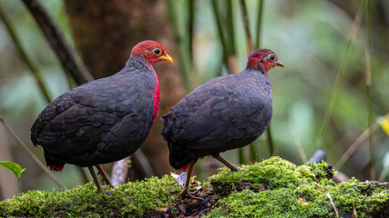 Nature wildlife bird of crimson-headed partridge on deep jungle rainforest, It is endemic to the island of Borneo