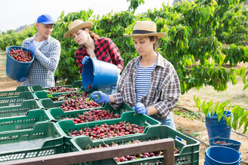 Concentrated farmers working in the fruit nursery carefully pour ripe freshly picked cherries from buckets into crates, ..removing unnecessary leaves from the fruits