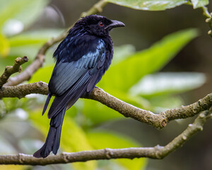 Nature wildlife image of Bronze Drongo bird (Dicrurus aeneus) perching on tree branch