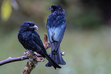 Nature wildlife image of Bronze Drongo bird (Dicrurus aeneus) perching on tree branch