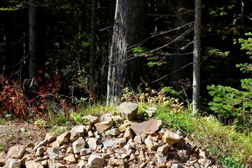 Obraz premium stones and foliage in nature