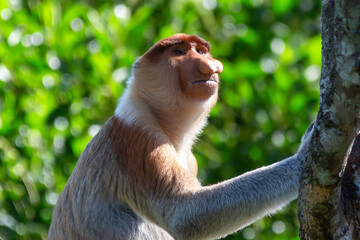 The proboscis monkey (Nasalis larvatus) or long-nosed monkey is a reddish-brown arboreal Old World monkey with an unusually large nose. It is endemic to the southeast Asian island of Borneo.