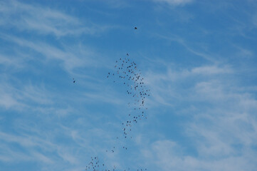 空飛ぶ鳥の群れ
