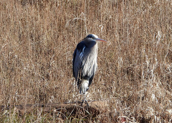 Great Blue Heron between dry grass