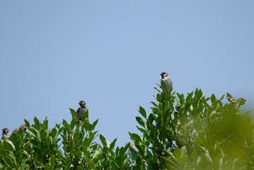 木の枝の上で周りを監視する雀