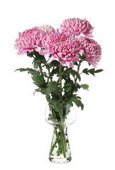 Vase with beautiful chrysanthemum flowers isolated on white background