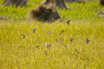 警戒しながらも実った稲にたむろする雀