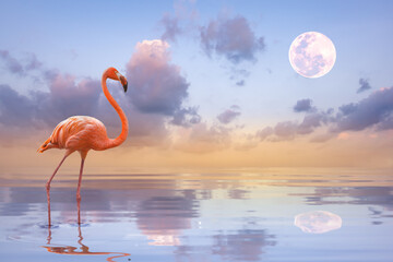 Fototapeta premium A flamingo walking on the lake in sunlight and sunset background and The light of sun reflection on lake.