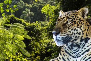 Brazilian onca (Panthera onca) with Tropical rainforest background in Brazil