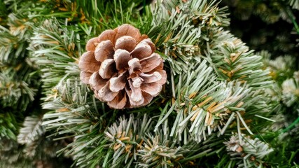 pine cones on the tree