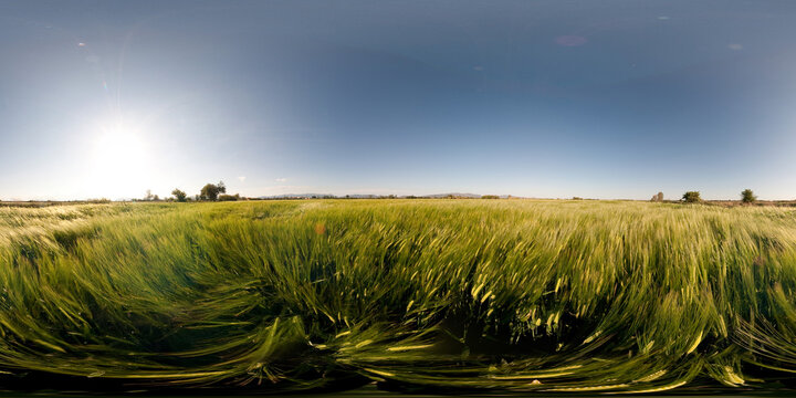 A wheat field in Vila-sacra.
