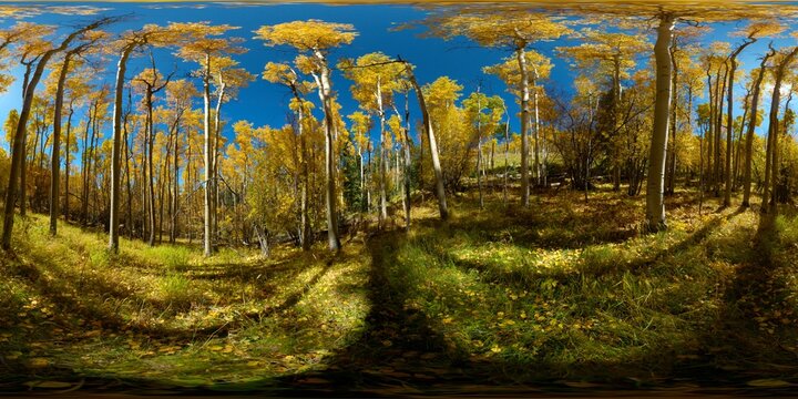 Santa Fe National Forrest Aspens