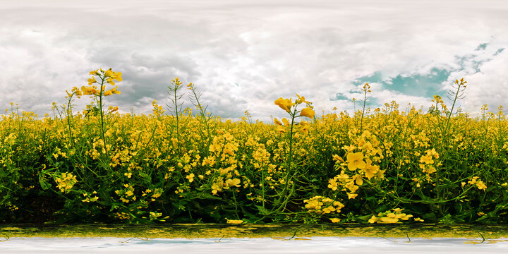 Rape field
