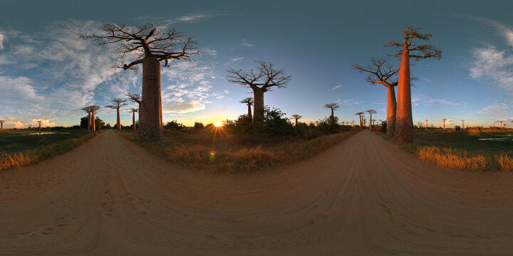 Baobab Alley near Morondava