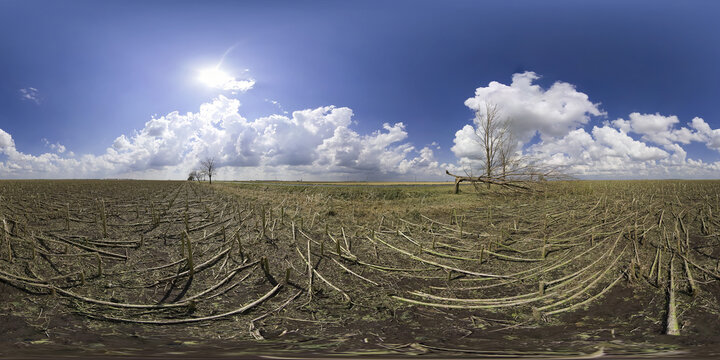 An enormous storm (tornado) destroyed the sunflower