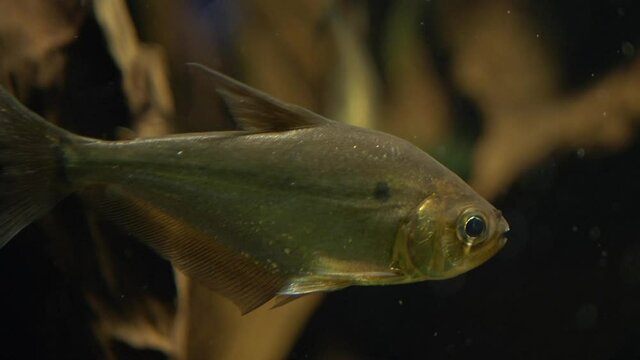 Close-up of a Serrasalmus elongatus (Pike Piranha)