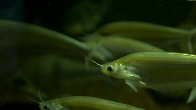 Close-up of multple Glass catfish (Kryptopterus bicirrhis) swimming together.