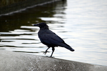 川のカラス