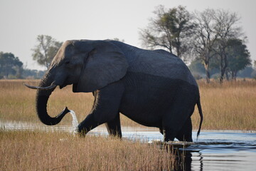 Elephant walking through water