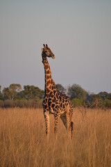 giraffe in the savannah