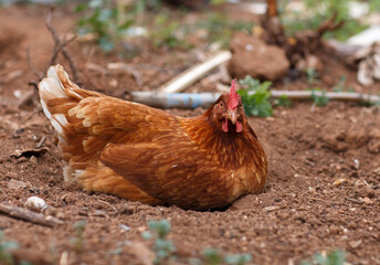 Red chicken relaxing and sleeping on the soil outdoors in Adelaide, South Australia