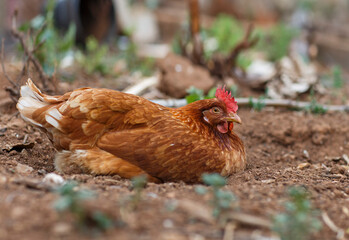 Red chicken relaxing and sleeping on the soil outdoors in Adelaide, South Australia