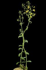 Flowering cabbage, yellow flowers of cabbage, isolated on black background