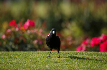 Australian magpie in front of a rose bush in Adelaide parklands