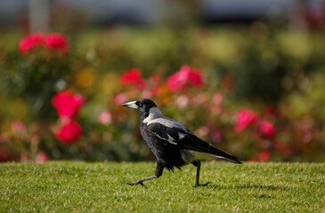 Australian magpie in front of a rose bush in Adelaide parklands