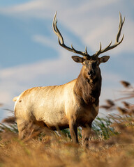 Large Bull Tule Elk roaming the marshes of Grizzly Island Wildlife Area in California