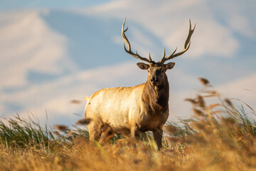 Large Bull Tule Elk roaming the marshes of Grizzly Island Wildlife Area in California