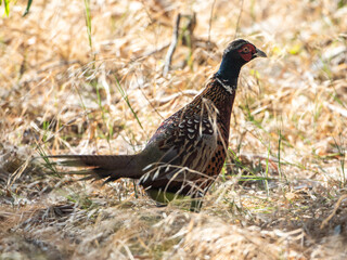Ringneck pheasant wild fowl running through the wild grasses