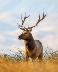 Large Bull Tule Elk roaming the marshes of Grizzly Island Wildlife Area in California