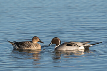 Northern Pintail Duck Drake and hen pair dabbling on the waters surface.