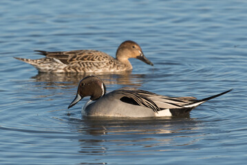 Northern Pintail Duck Drake and hen pair dabbling on the waters surface. - Powered by Adobe