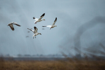 Snow geese landing in a rice field in stormy weather