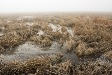 flooded rice fields engulfed in heavy fog