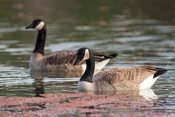 A pair of two Canada Geese swimming in the still lake waters