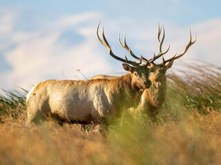 two Large Bull Tule Elk roaming the marshes of Grizzly Island Wildlife Area in California