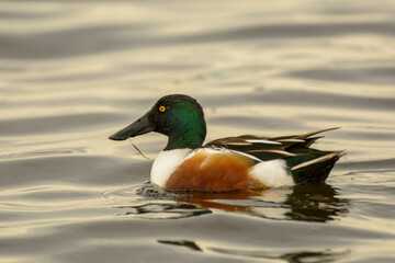 Northern Shoveler Drake duck swimming with grass from its bill.