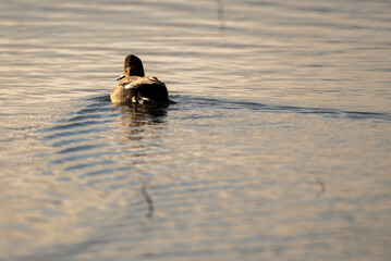 A duck swimming into first light in the morning at sunrise