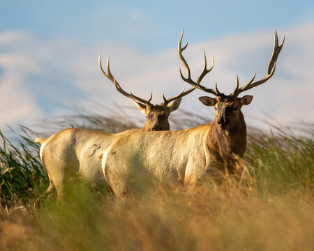 two Large Bull Tule Elk roaming the marshes of Grizzly Island Wildlife Area in California