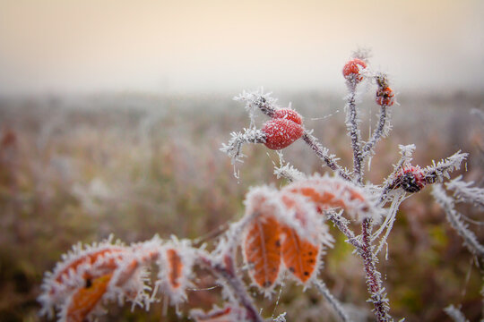 Icy frost covered a branch of rose hips with red fruits at dawn in a foggy field - Powered by Adobe
